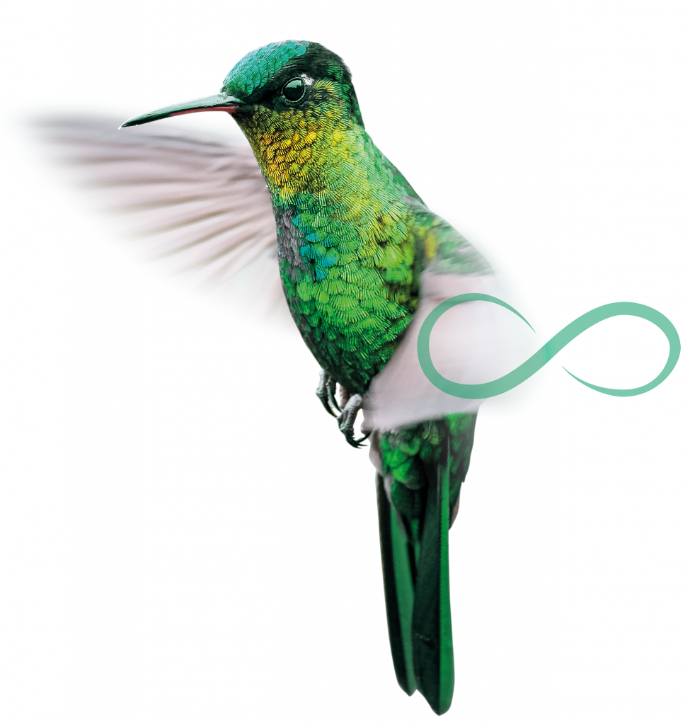 kolibry 1 free