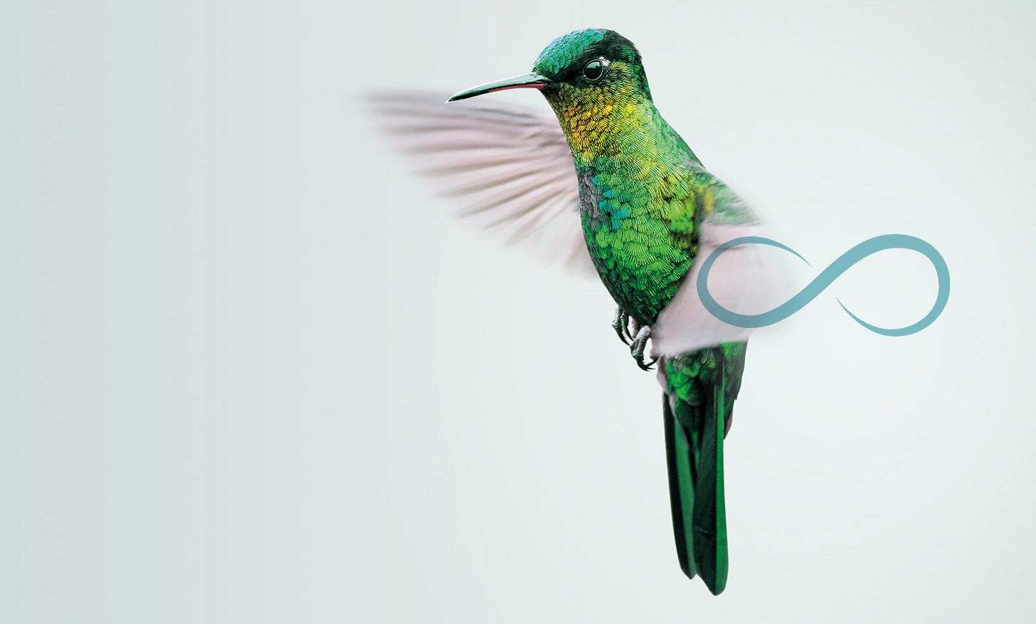 kolibry gross 2026 3+unendlichkeit