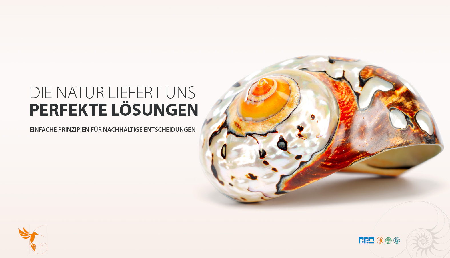 orange 03 muschel de